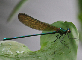 Sparkling Jewelwing